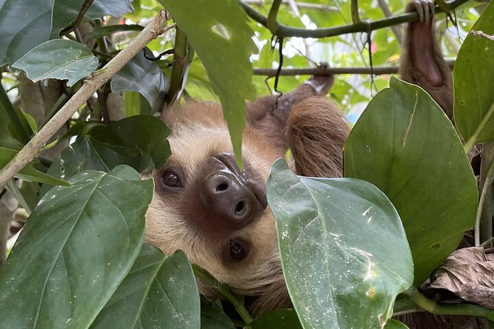 Two-Toed Sloth